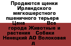 Продаются щенки Ирландского мягкошерстного пшеничного терьера › Цена ­ 30 000 - Все города Животные и растения » Собаки   . Ненецкий АО,Волоковая д.